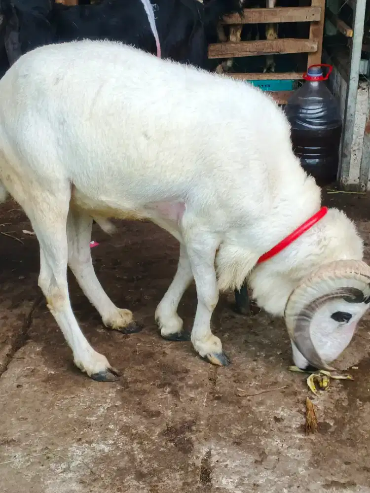 Domba Garut Ganteng Qurban 2026