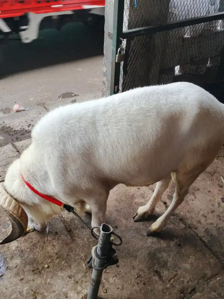 Pusat Grosir Kambing Domba Tangsel