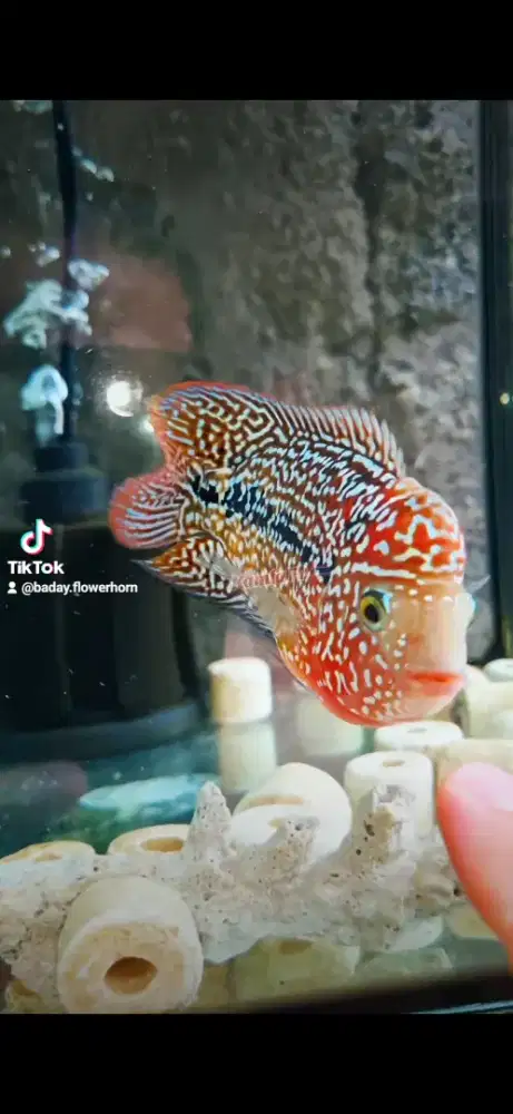 Louhan Kamfa Twotone Thailand