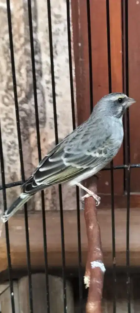 Burung blackmoz jantan hasil Silangan blacktroat x mozambik