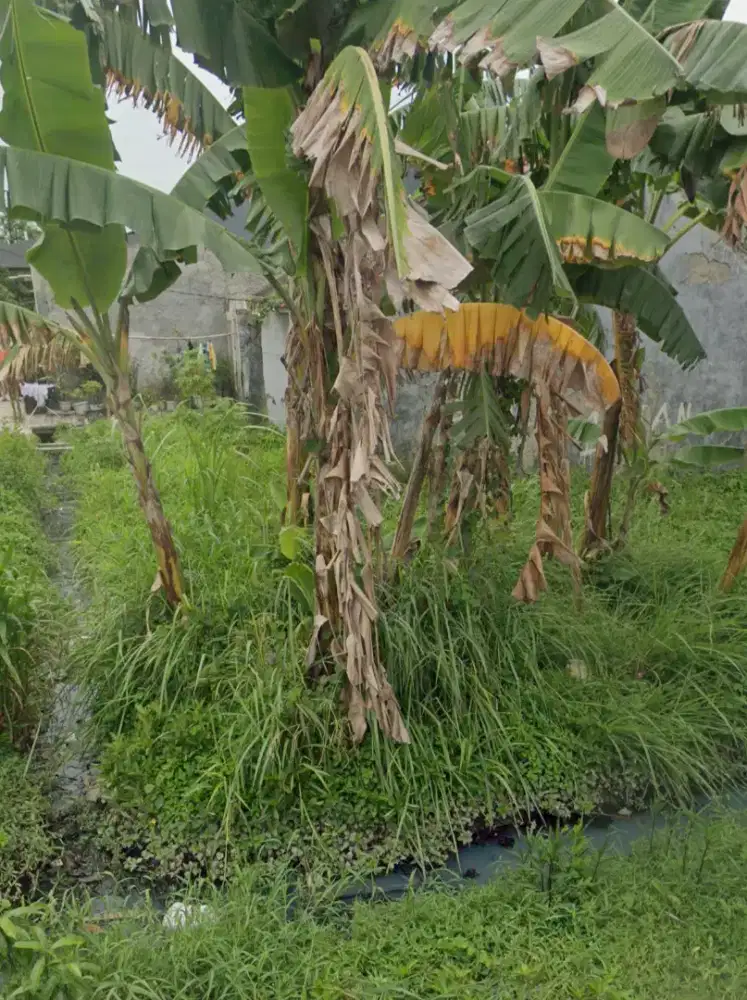 Rumah 36/72 perlu renov graha Harapan regency babelan