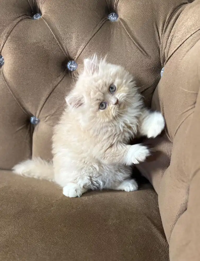 Munckin ns jantan 2,5bln