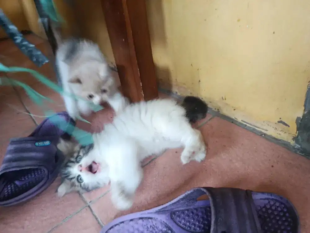 Peaknose longhair jantan 2bln