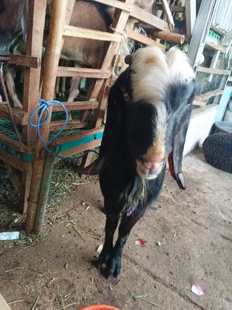 Kambing Qurban Siap Kirim Tangsel