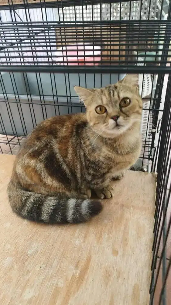 Munchkin bsh betina proven