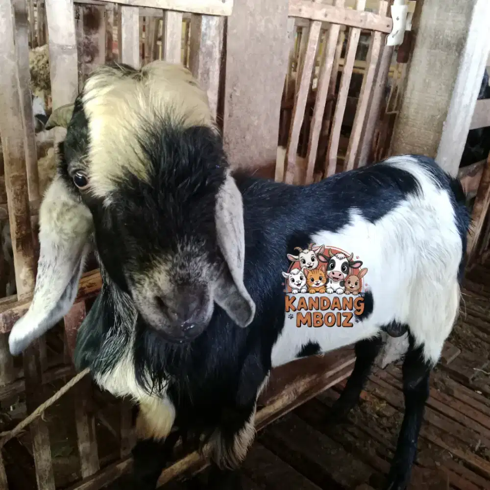 Kambing Qurban Type Premium