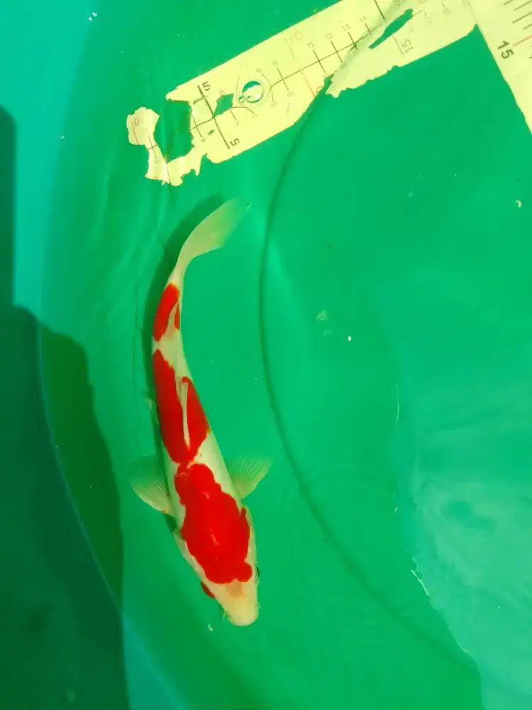 Ikan koi jenis Kohaku Doitsu, Sanke size 25cm