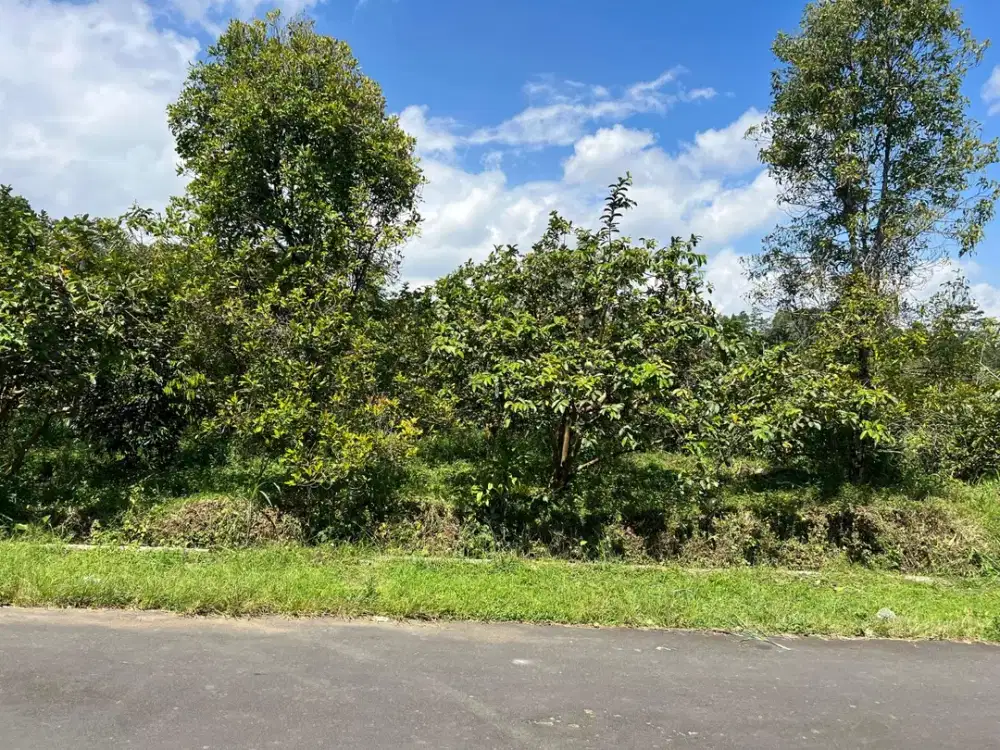 Kebun Jambu 1100m² Cocok Buat Wisata Ngargoyoso
