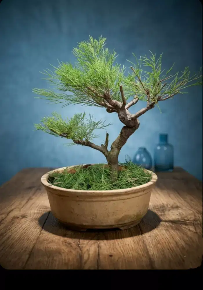 Bahan bonsai Cemara Udang 01