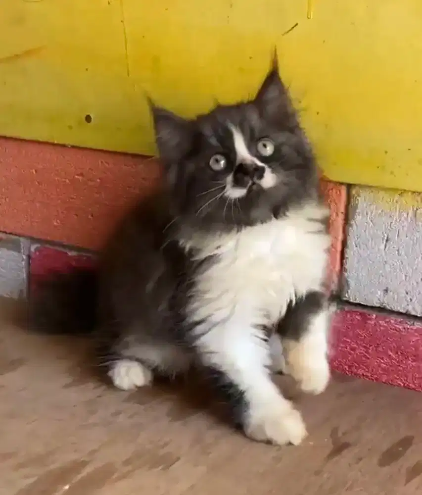 Anak kucing anggora/kitten persia jantan/kucing persia jantan