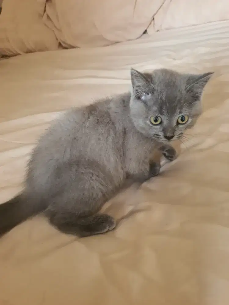 Kucing bsh 3 bulanan