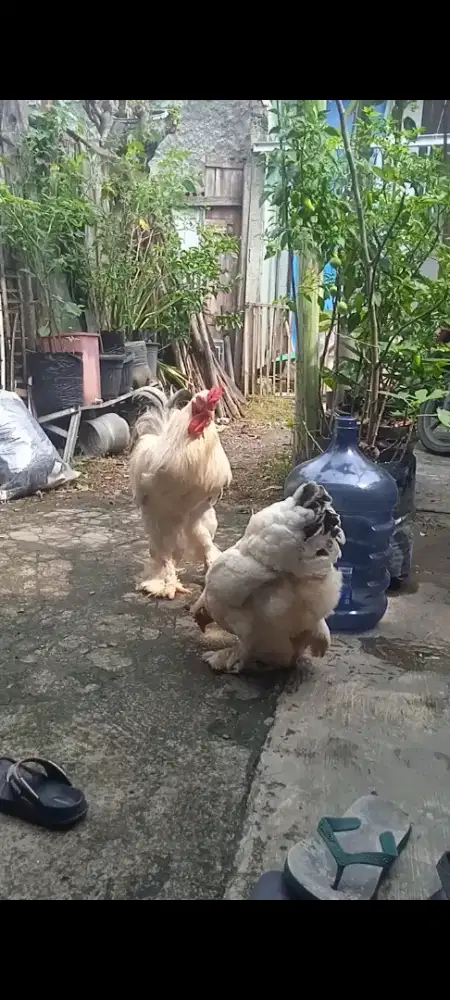 Ayam Brahma Jantan dan Betina