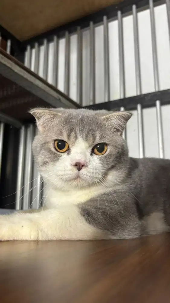 Kucing scootish fold jantan