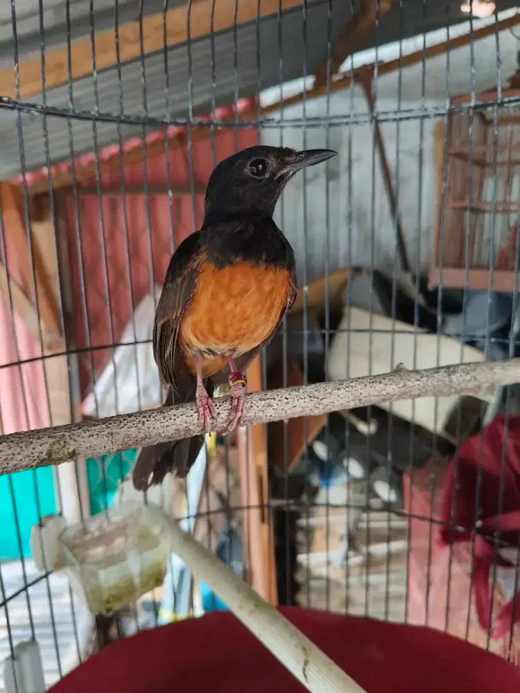 Murai Siapan Betina Nias Asli Full Hitam