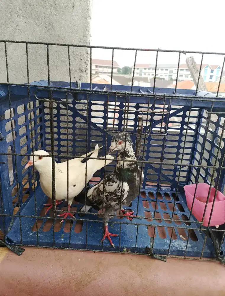 Burung dara prediksi spasang