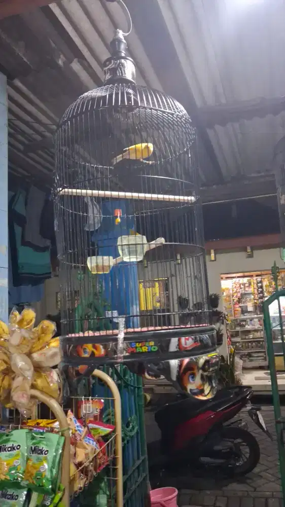 Jual cepat burung kenari ngerol