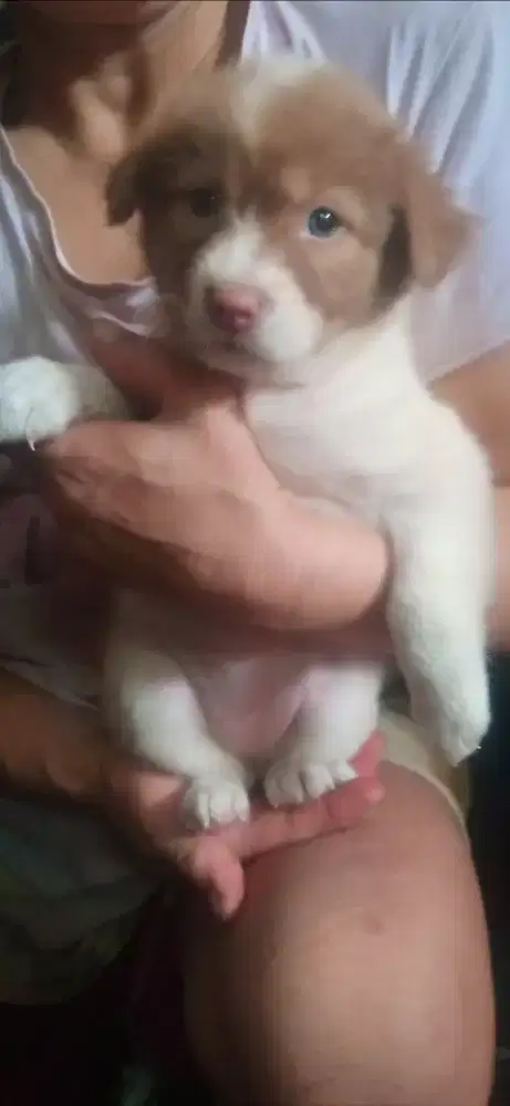 Anak anjing keturunan golden,.