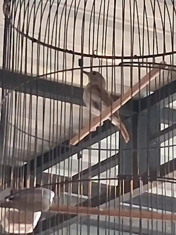 Jual cepat burung rcdc nyuling