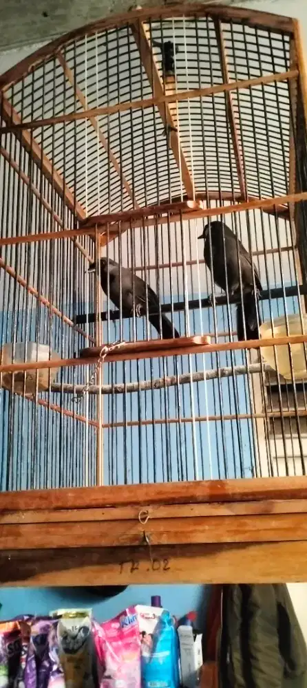 Poksay Hongkong sepasang jinak