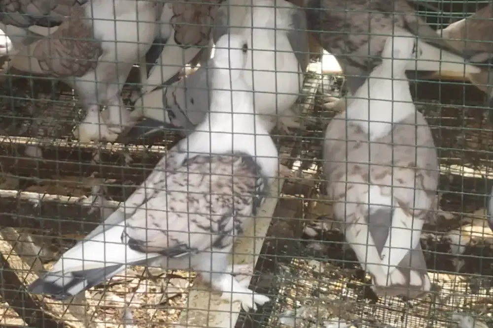 Jual burung sentinet dan merpati kipas