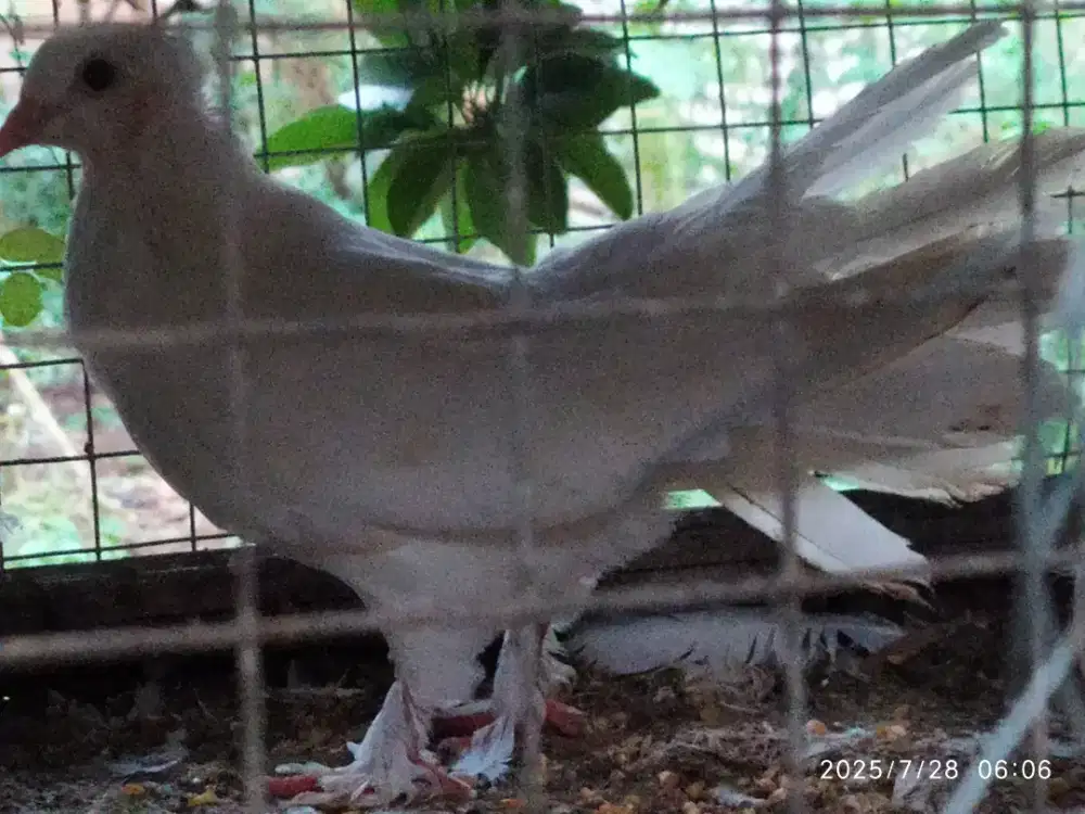 Bismillah, Jual burung  merpati kipas campur