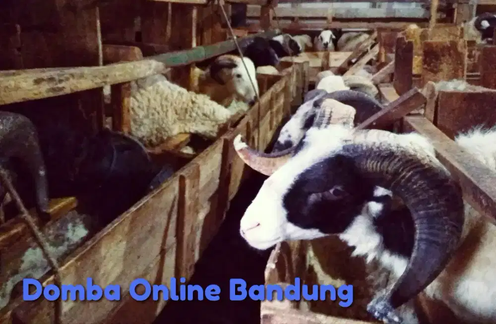 Domba Kurban Cijerah