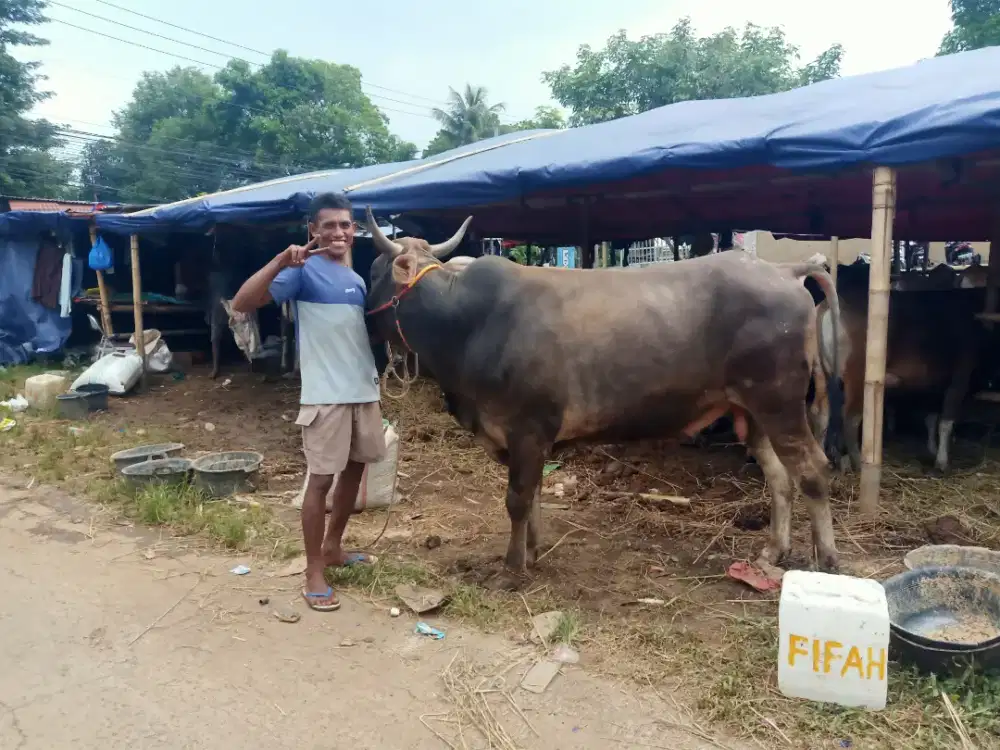 Sapi qurban bersertifikasi