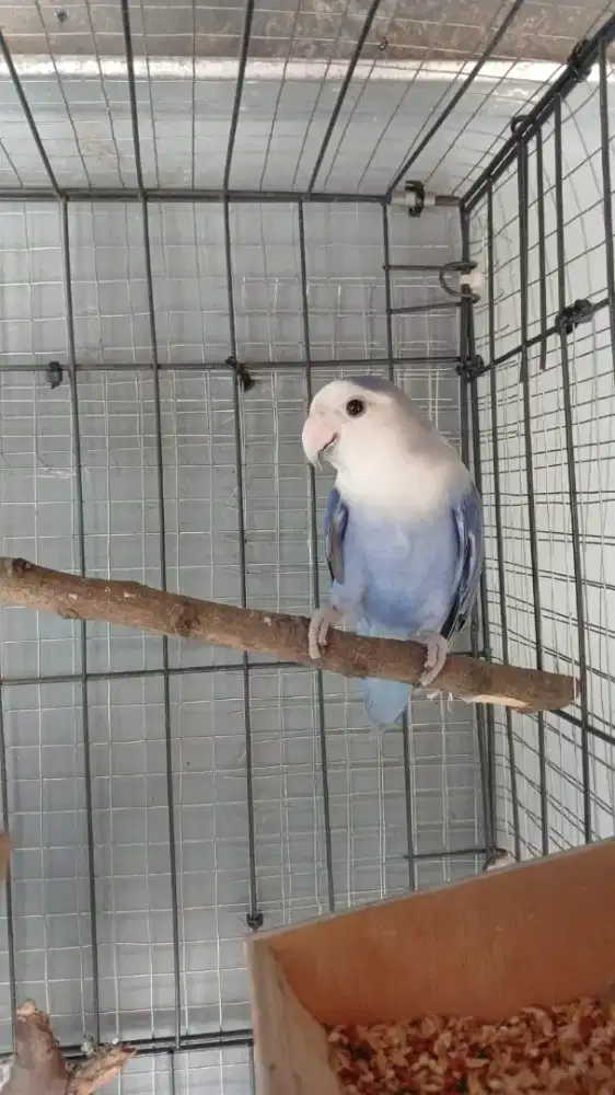 Love bird no klep betina