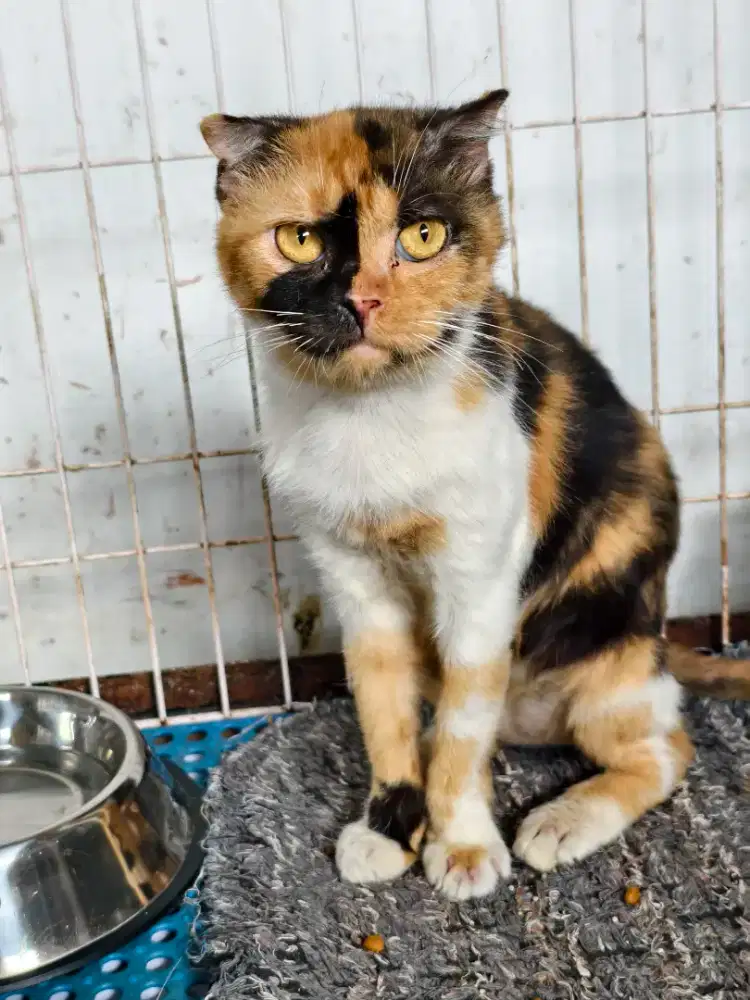 Kucing Scottish fold Munchkin ns
