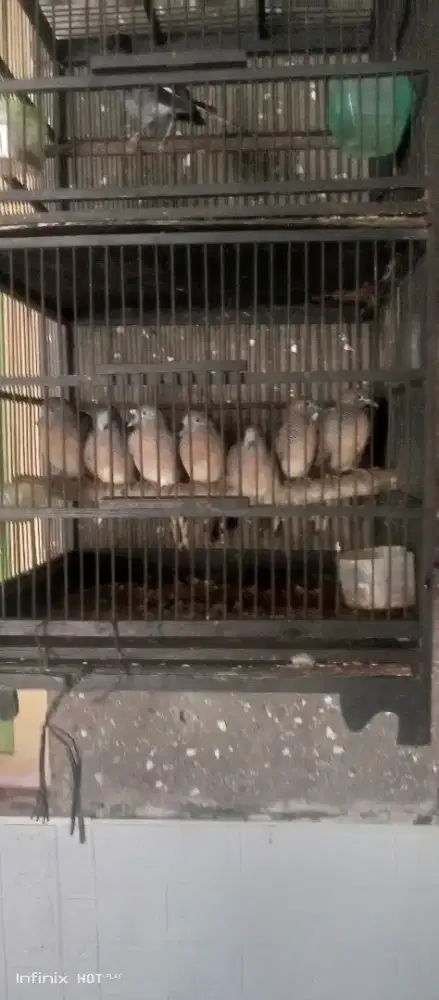 kutut alam bunyi rawatan