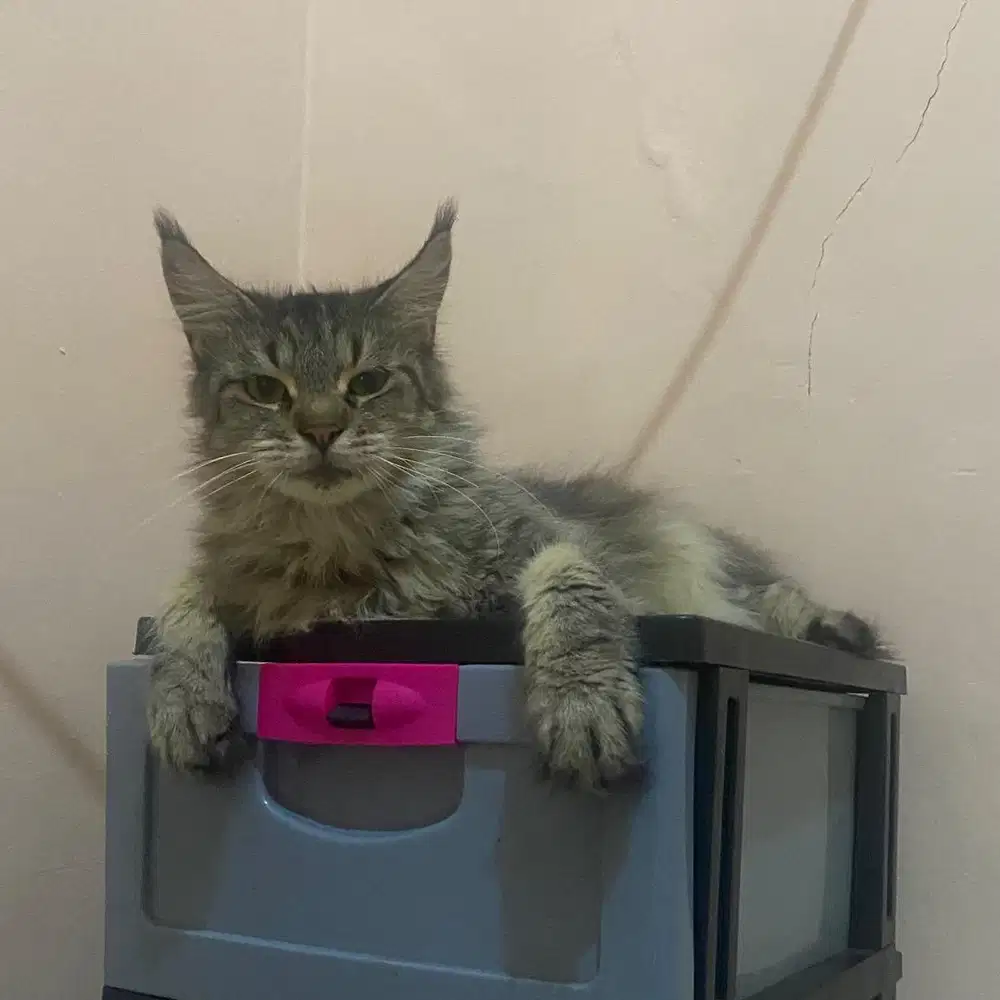 Kucing mainecoon betina