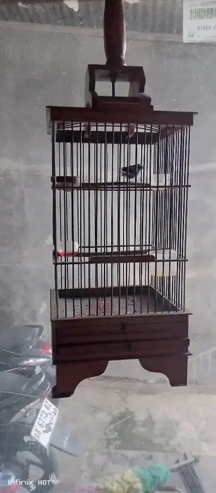 konin damer bunyi lumayan