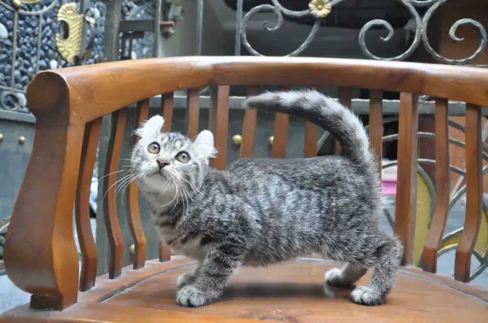 American curl betina