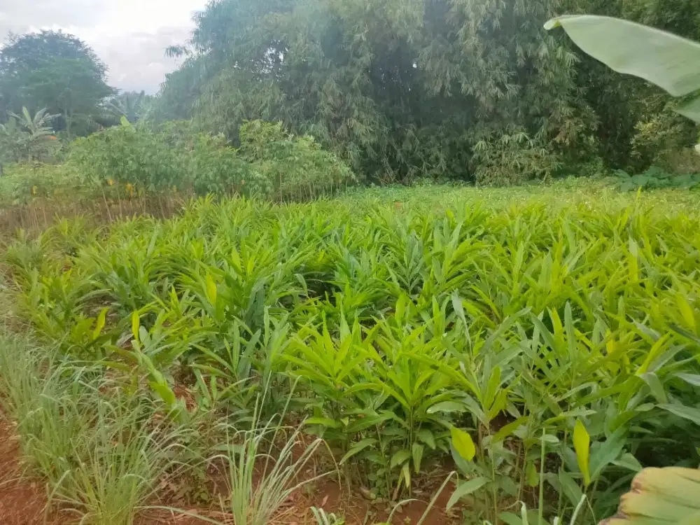 Tanah Murah Strategis Cikeas Udik – Harga Masih Bisa Nego!”