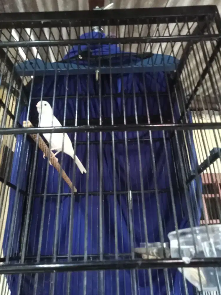 Kenari Pocong lokal muda FS