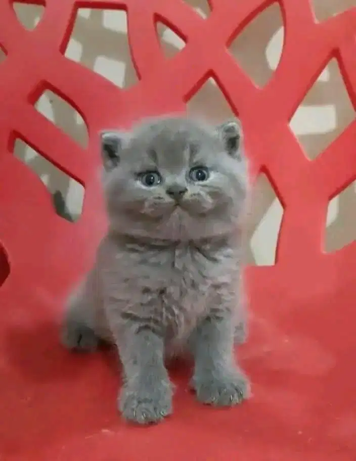 British Shorthair