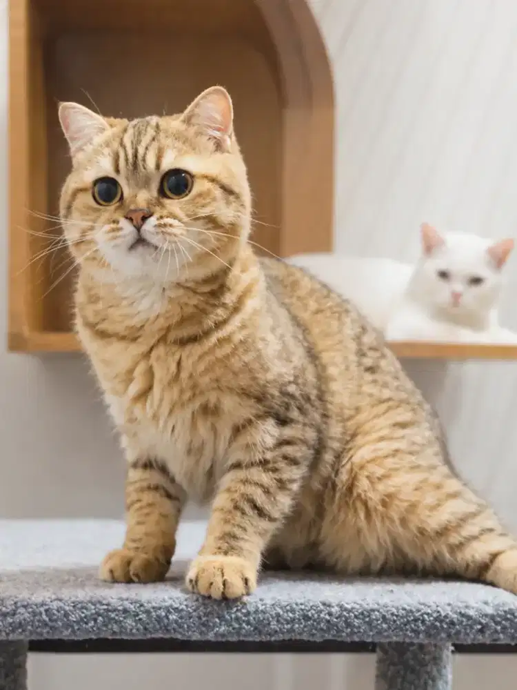 Scottish single fold pet only