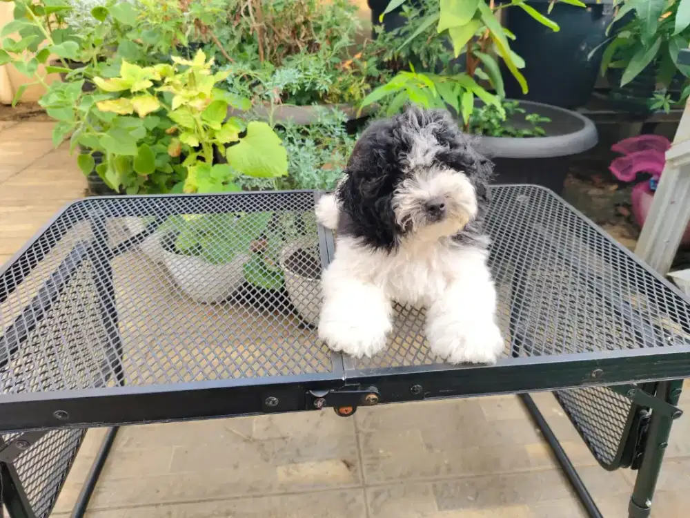 Dijual poodle party dan black