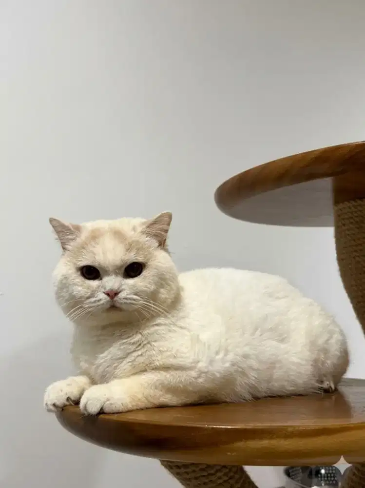 British shorthair pejantan lepas nonped