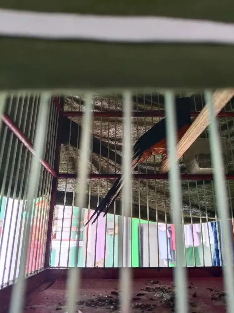 Murai Batu Hutan Jantan