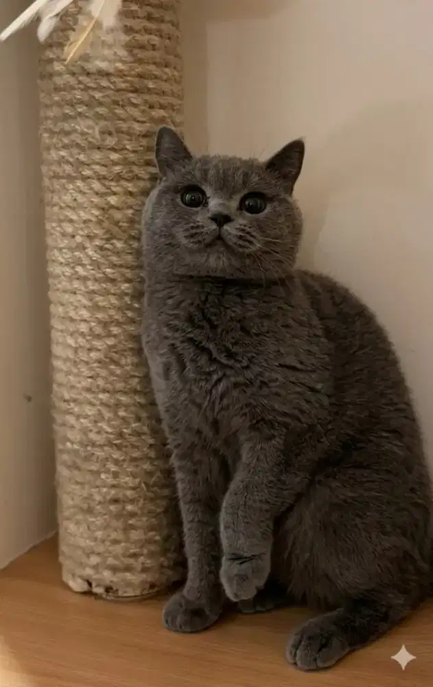 British shorthair betina adult