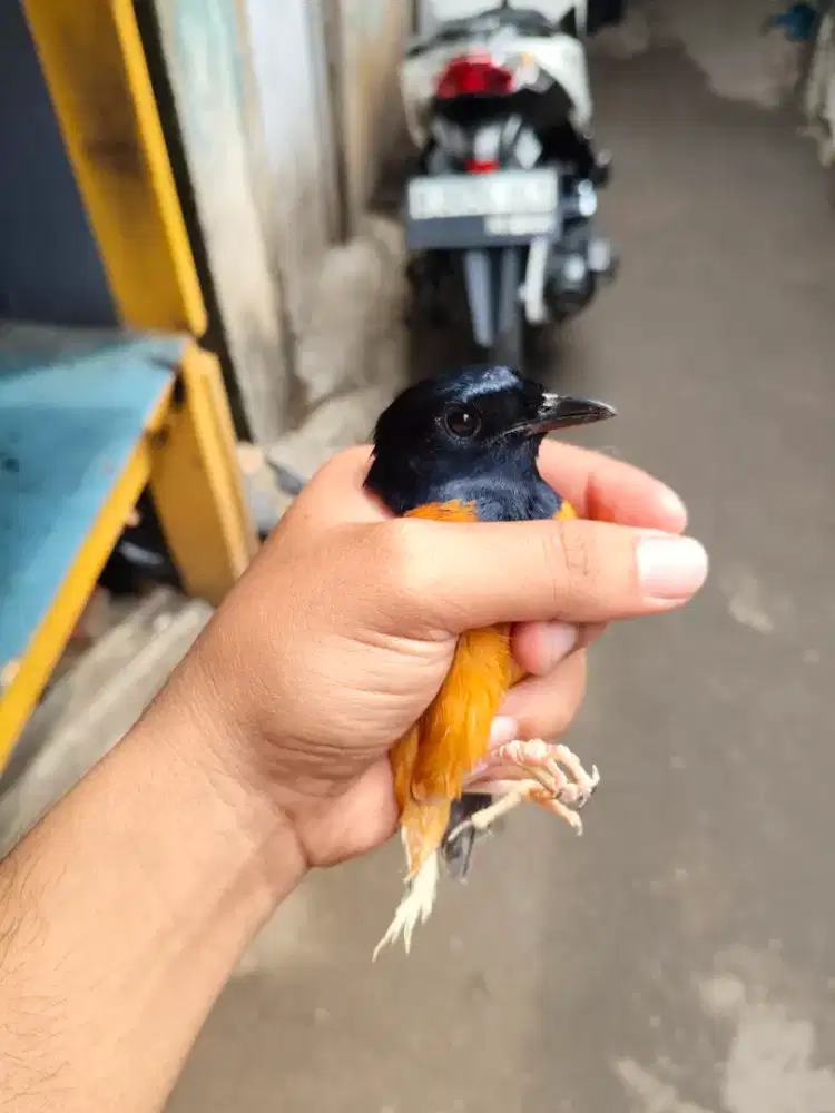 Murai Hutan Body Big Jantan Dorong ekor