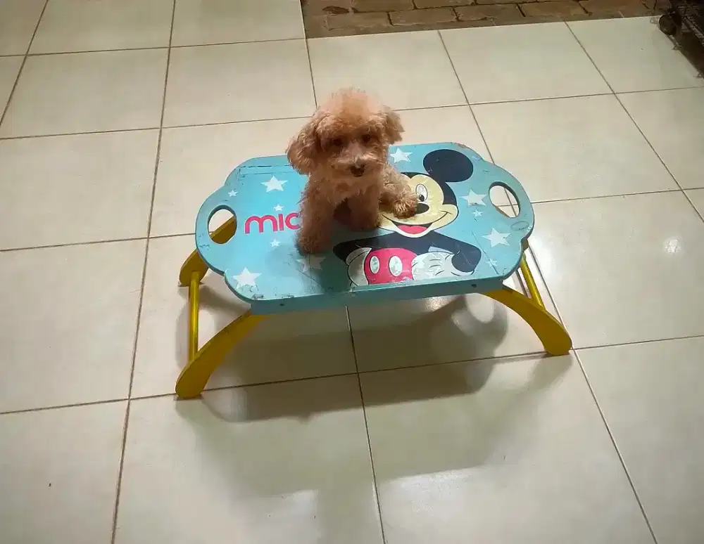 Female Red/Fawn Toy Poodle