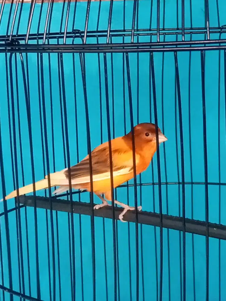Burung kenari oren bon