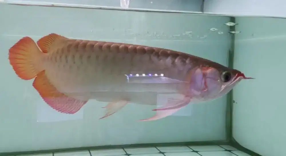 Arwana Super Red 37cm