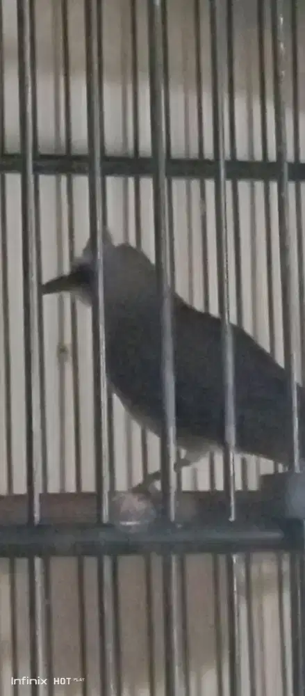 Trotokan jantan bonus kandang