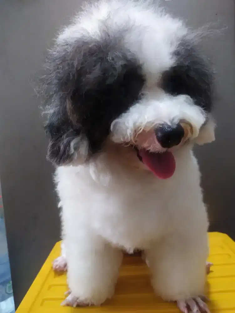 Poodle party colours jantan