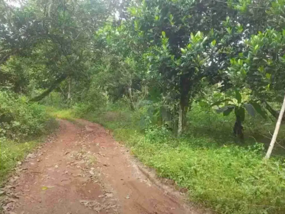 Kebun datar 2100 m2 90rb/ m2 Kalijati Subang