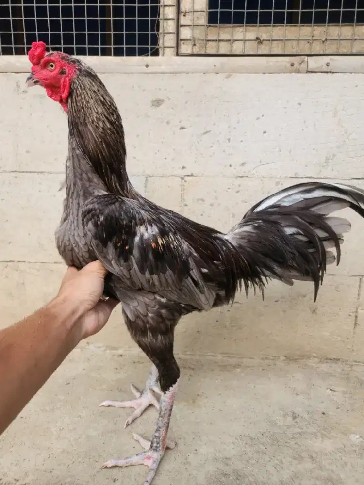Ayam bangkok pamangon super pukul jatuh kondisi siapan