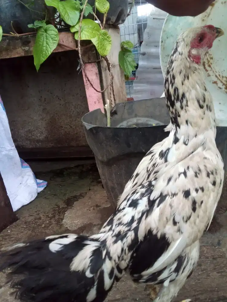 Ayam betina siapan nelor